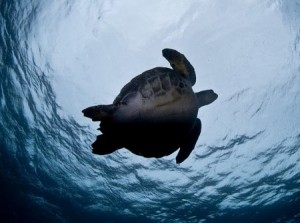 crociera-subacquea-malpelo-colombia-coiba-panama_10_