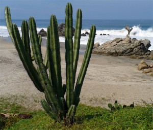 puerto escondido